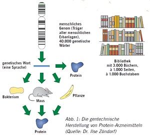Abbildung Genetische Hertstellung von Protein-Arzneimitteln