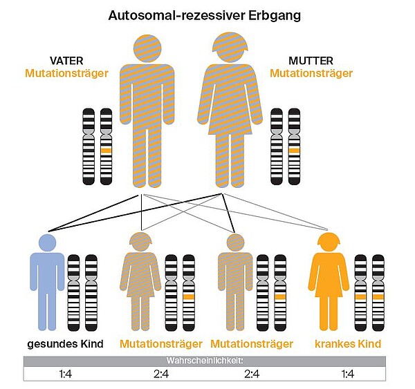 Grafische Darstellung der Weitervererbung von ASMD, wie im Absatz zuvor beschrieben 