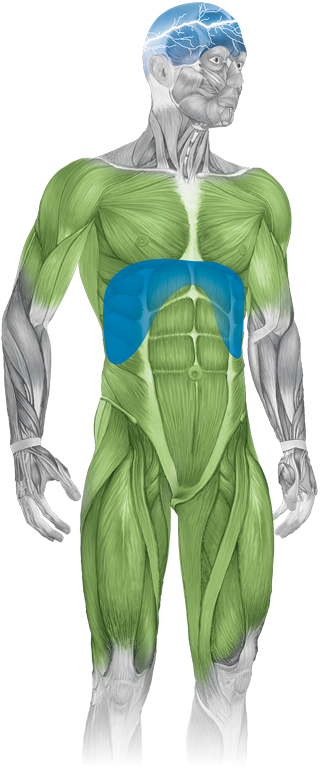Abbildung eines erwachsenen Körpers: gekennzeichnete Körperstellen, die Symptomen bei Morbus Pompe aufweisen können